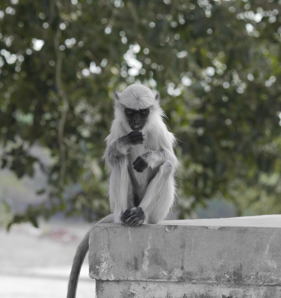 Affe auf Beton foto