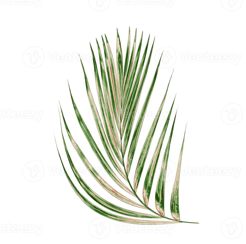 grünes Palmblatt foto