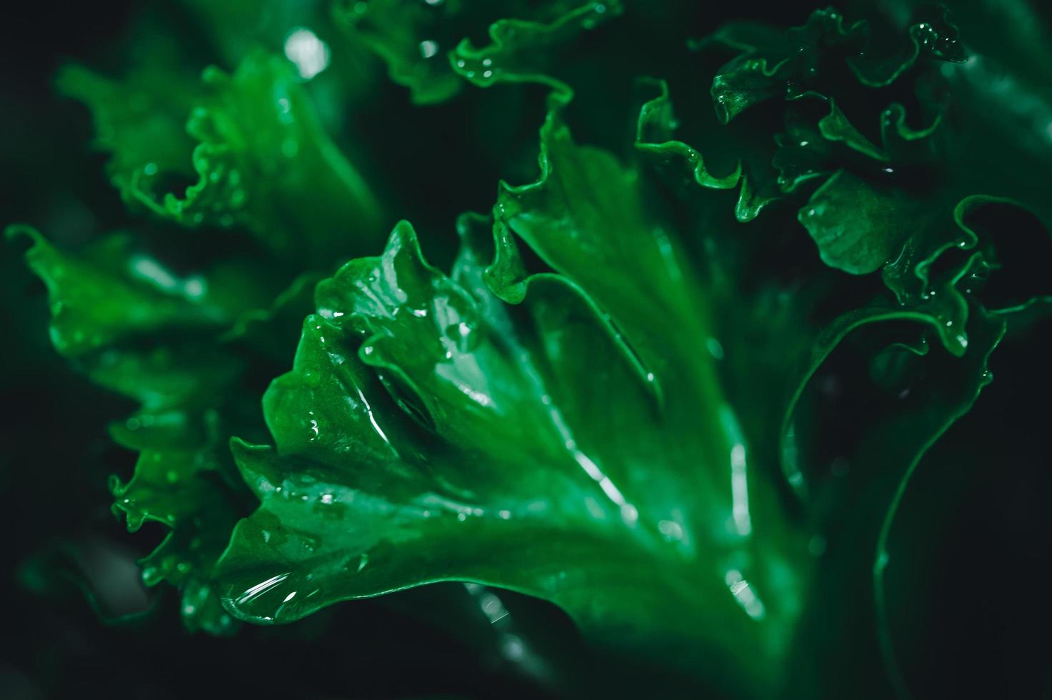 grüner Blätterhintergrund foto