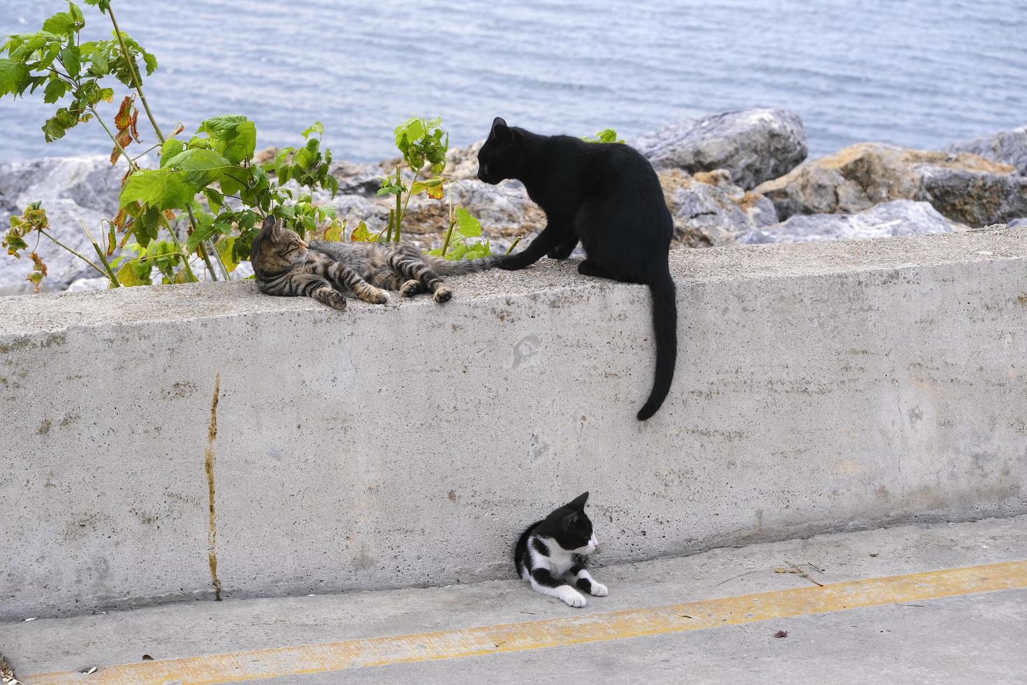 Gruppe von Katzen, die am Meer ruhen foto