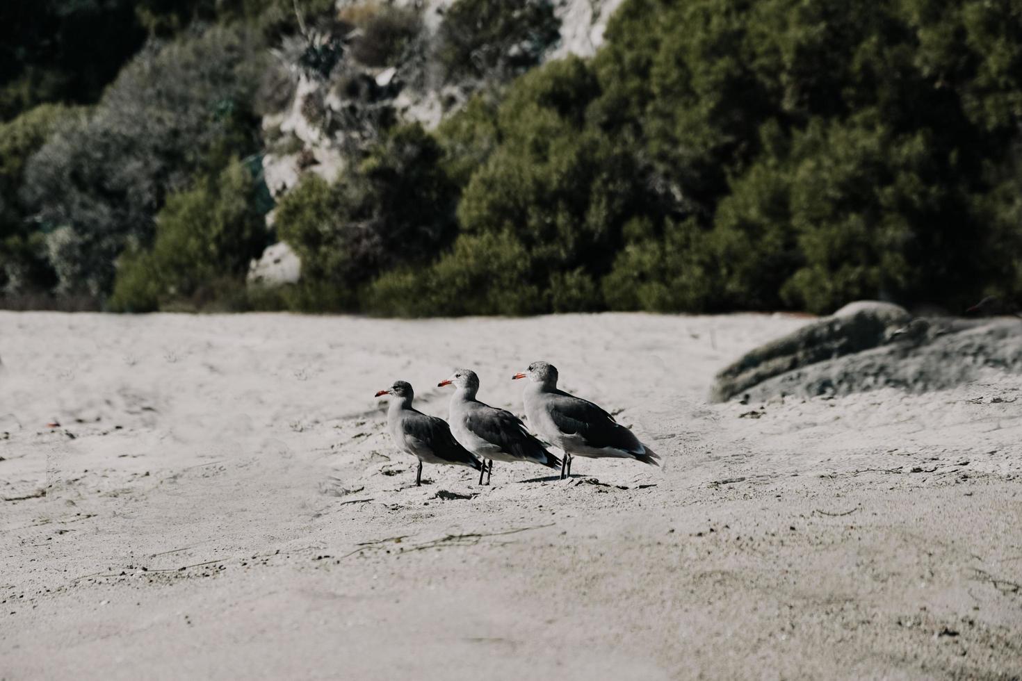 weiße und schwarze Vögel auf grauem Sand während des Tages foto