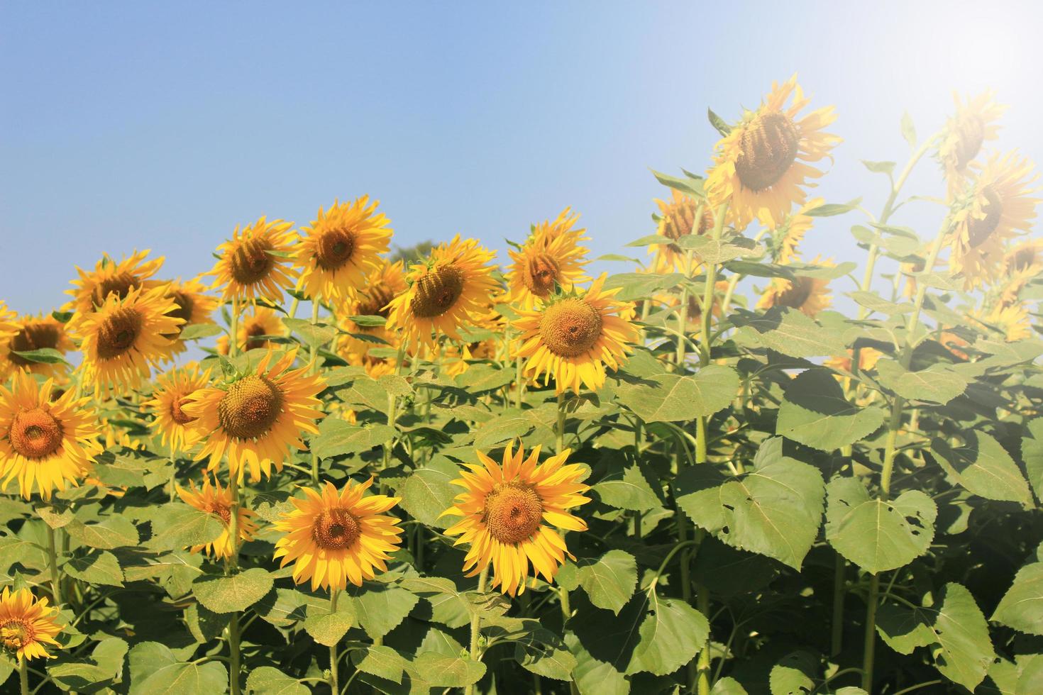 Sonnenblumen in strahlender Sonne foto