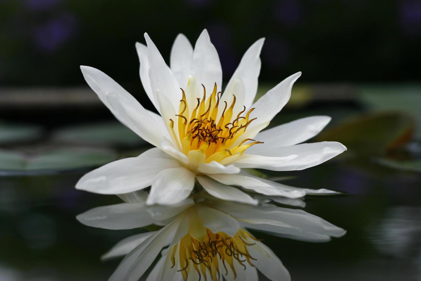 schöner weißer Lotus im Teich foto