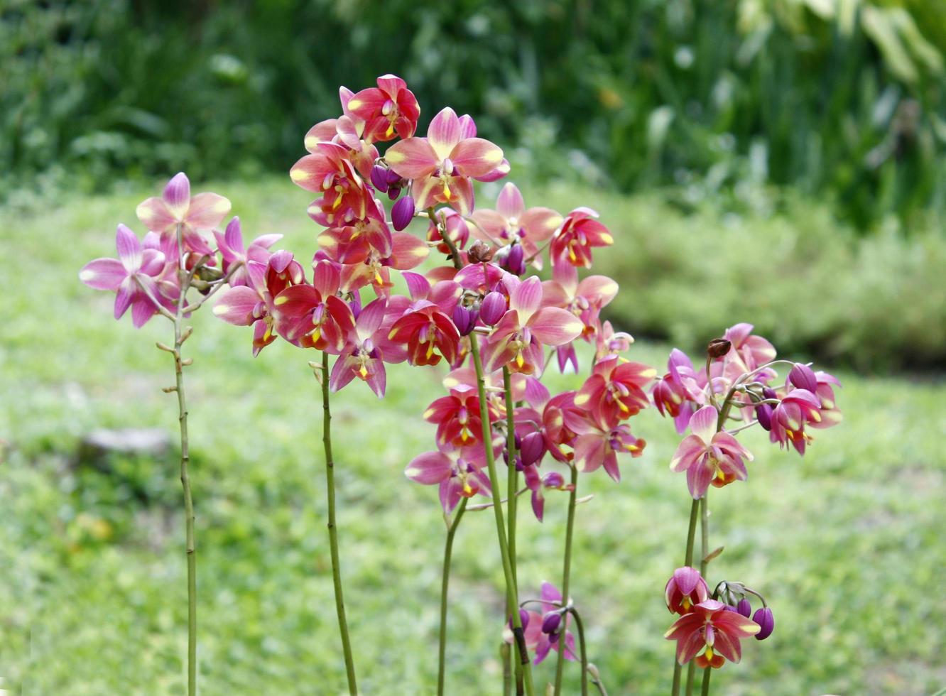 Mischung aus schönen Orchideen foto