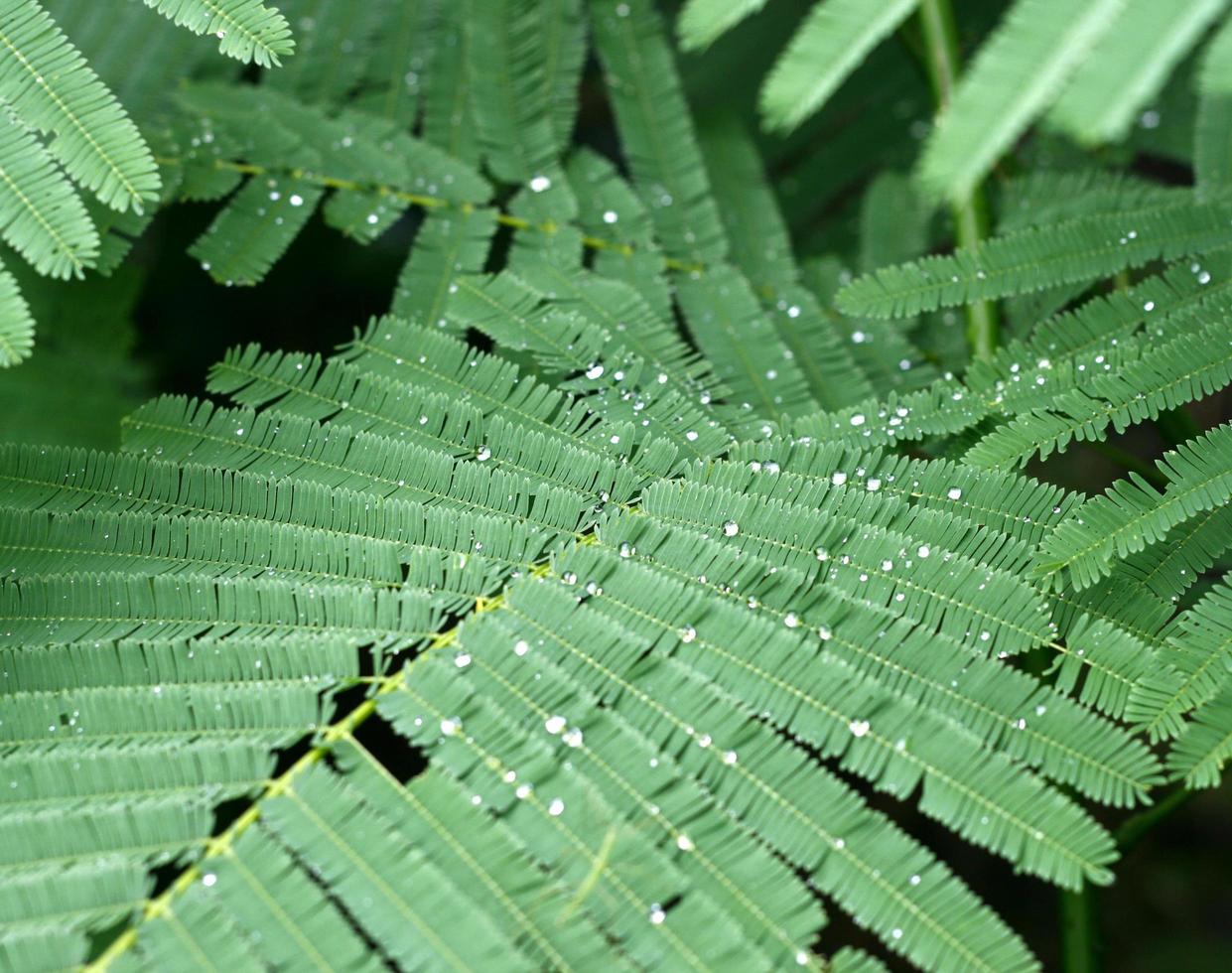 grünes Blatt mit Wassertropfen foto