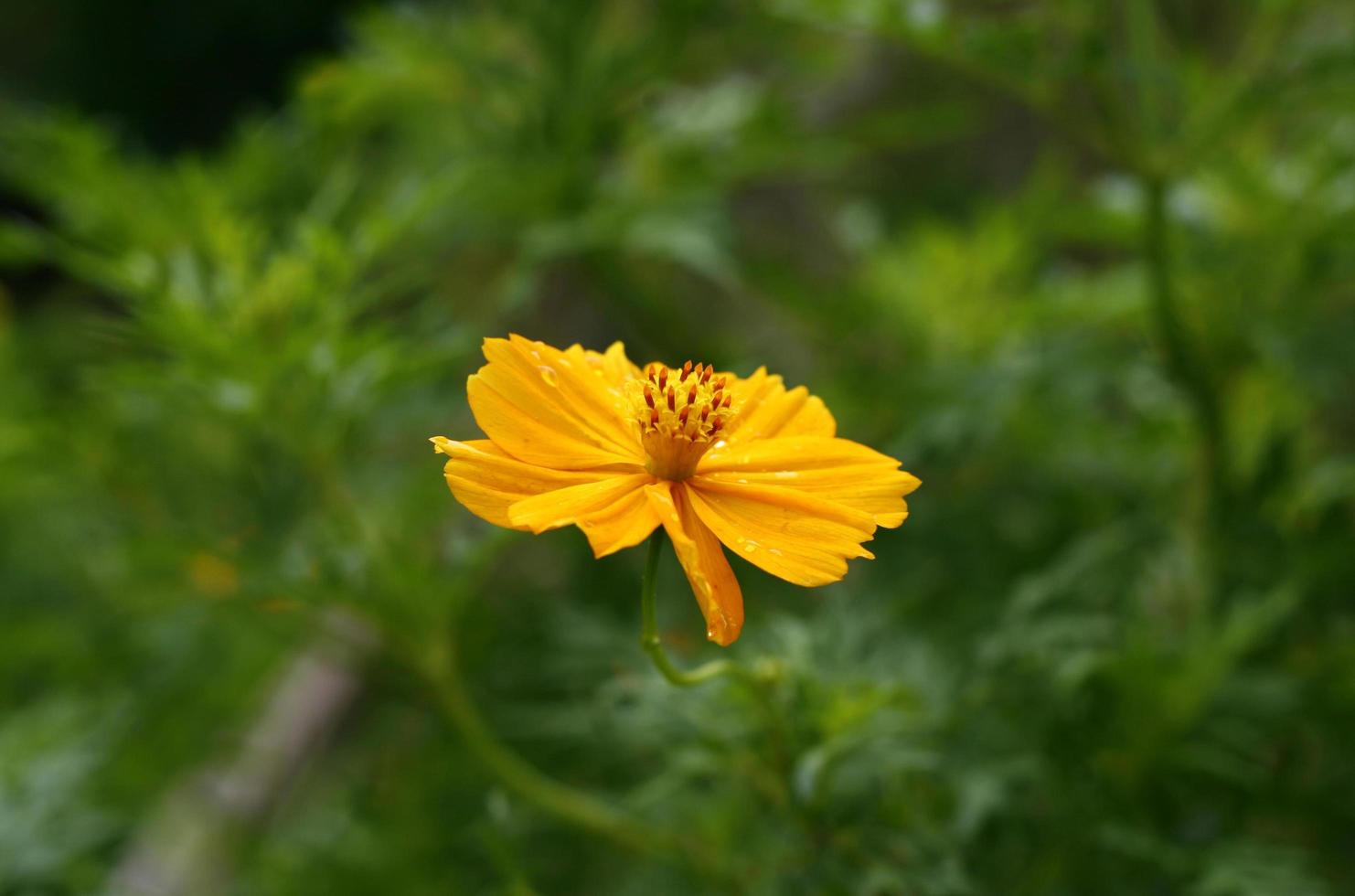 Ringelblumenblume im Sonnenlicht foto