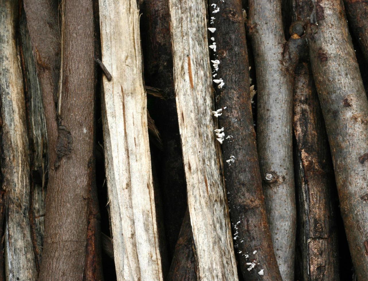 Nahaufnahme Natur Textur von Eukalyptus Holz foto