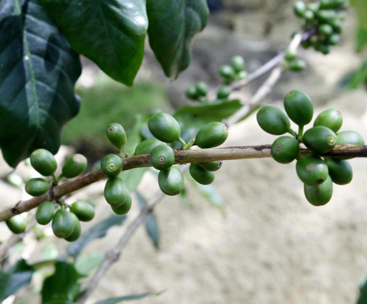 grüne Kaffeekirschen auf Pflanze foto