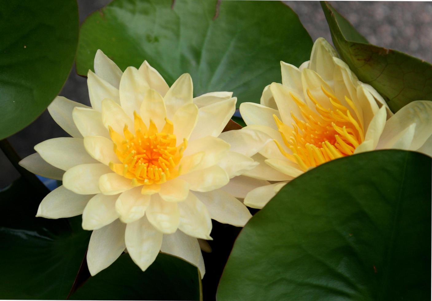 eine schöne Seerose oder Lotusblume im Teich foto