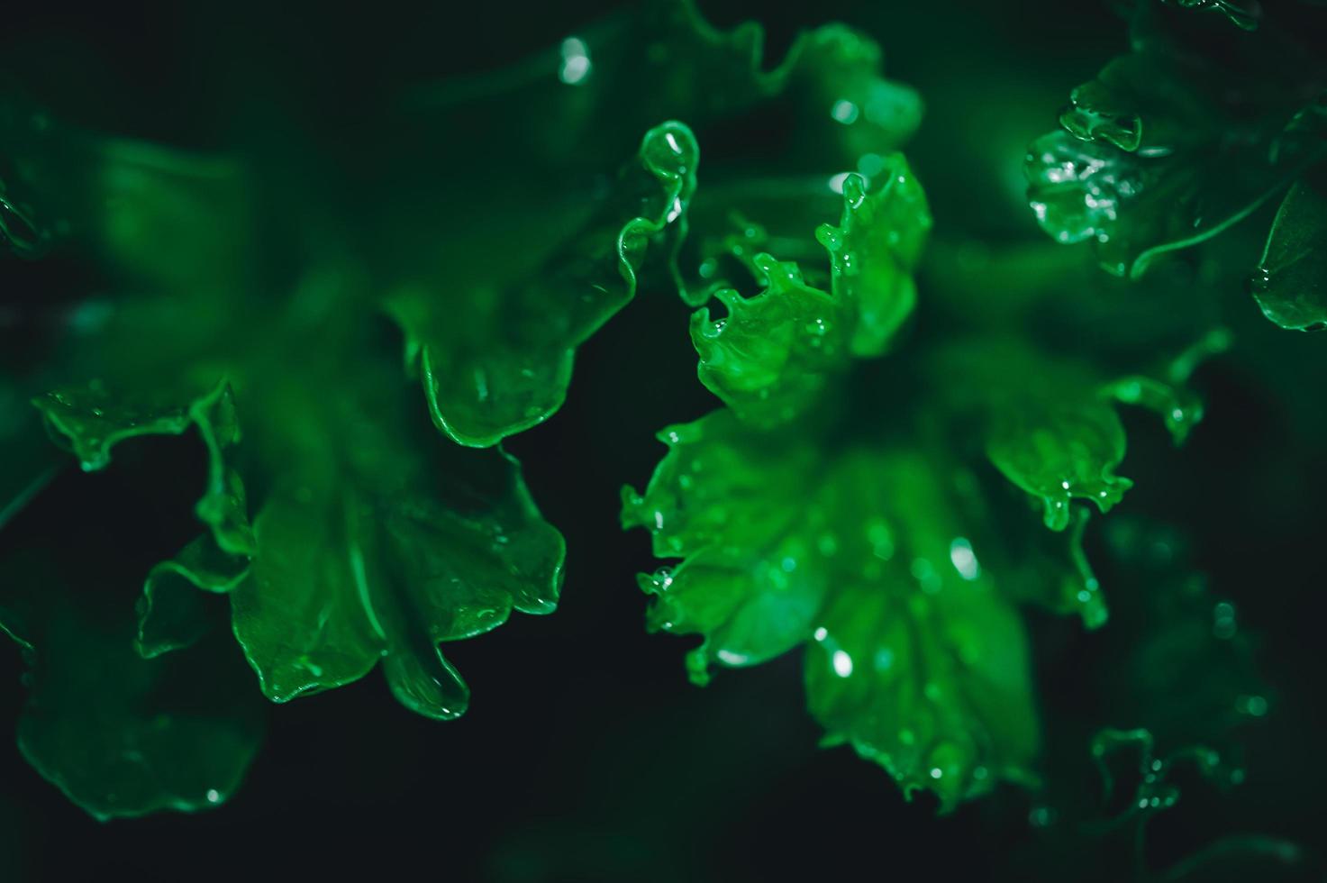 grüner Blätterhintergrund foto