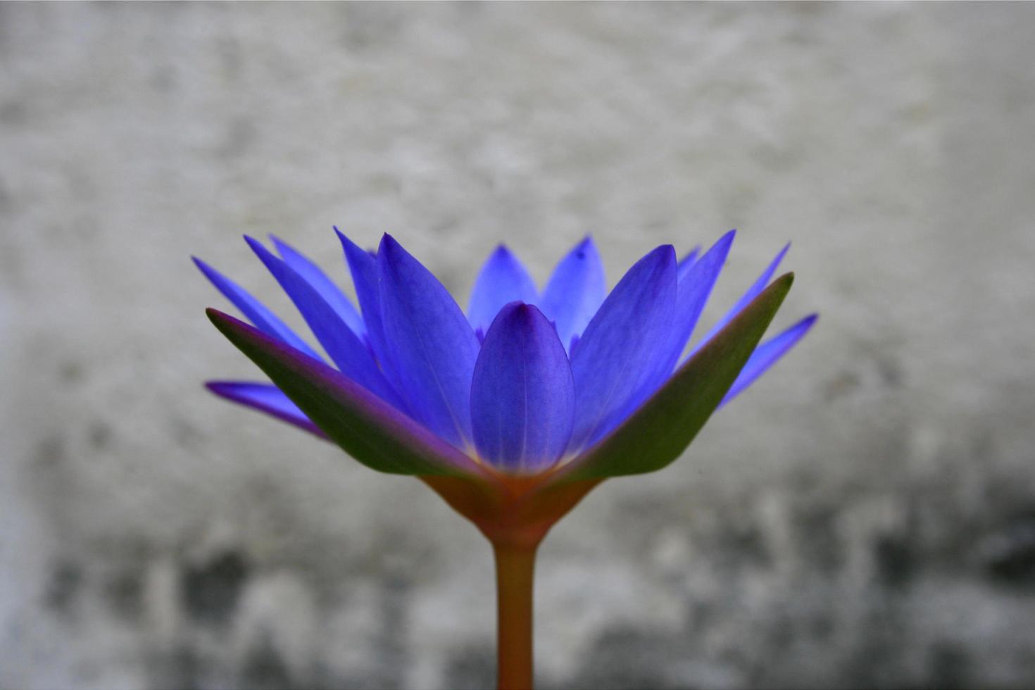 eine Lotus lila Blume foto