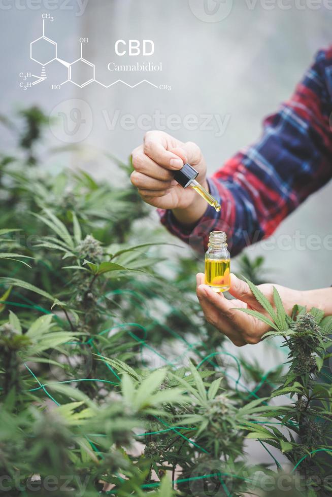 konzept der pflanzlichen alternativen medizin, cbd-öl, pharmazeutische industrie, cbd-tröpfchendosierung einer biologischen und ökologischen hanfpflanze pflanzliches pharmazeutisches cbd-öl aus einem glas. foto