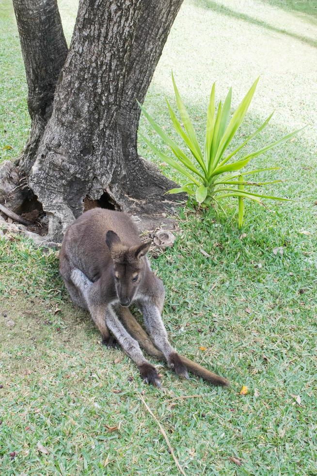 ein einzelnes Känguru, das sich hinsetzt und sich streckt foto
