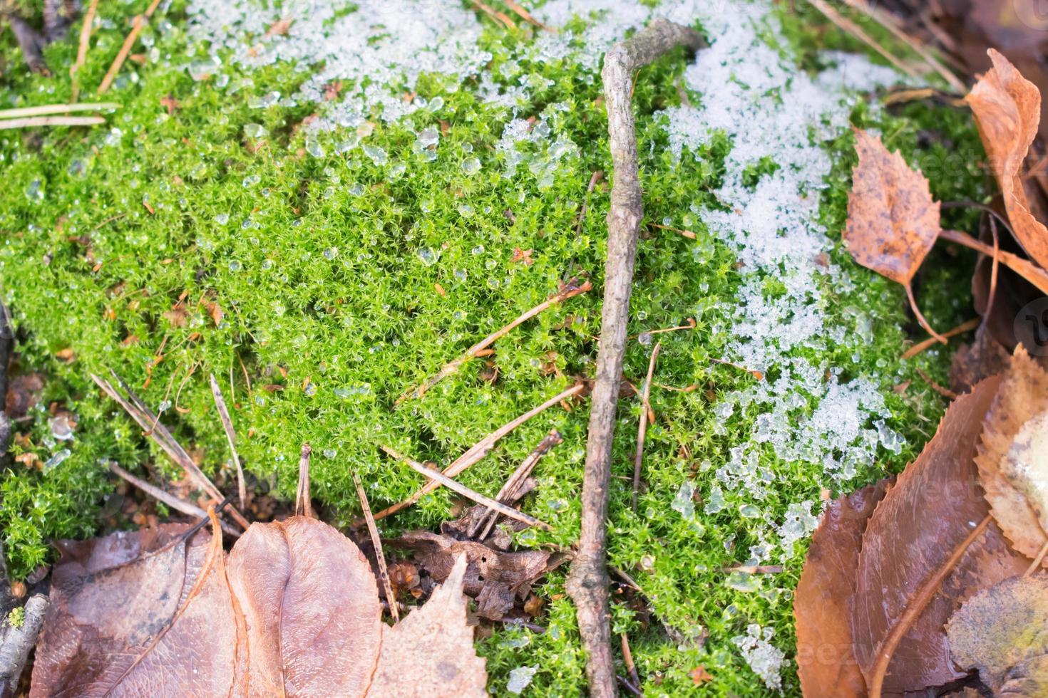 Makrobild eines frostigen Waldbodens im Winter hautnah foto