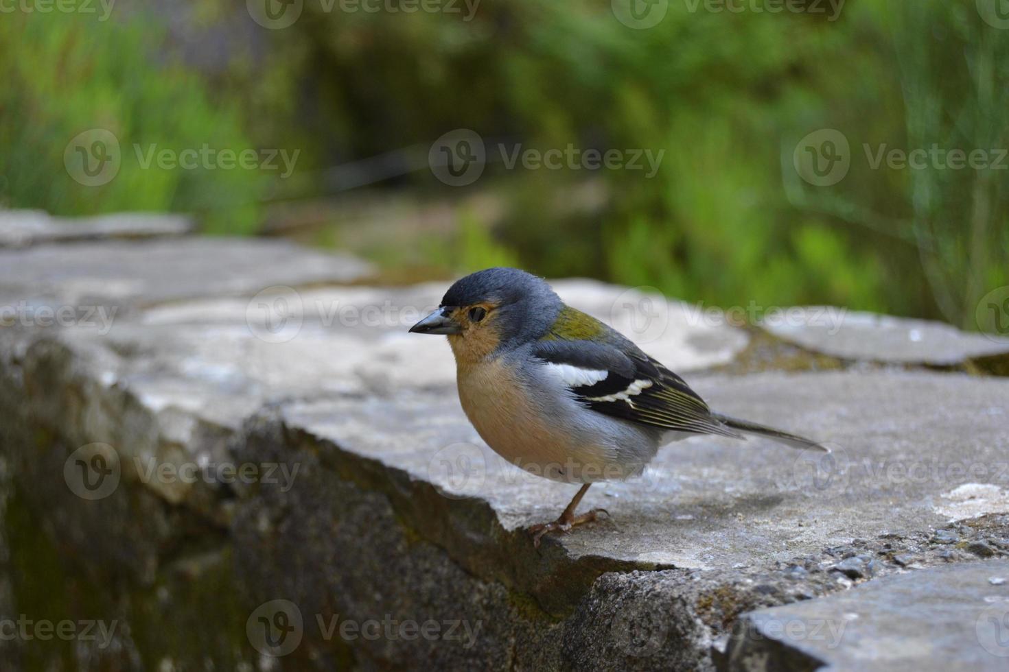 netter kleiner Vogel im Wald foto