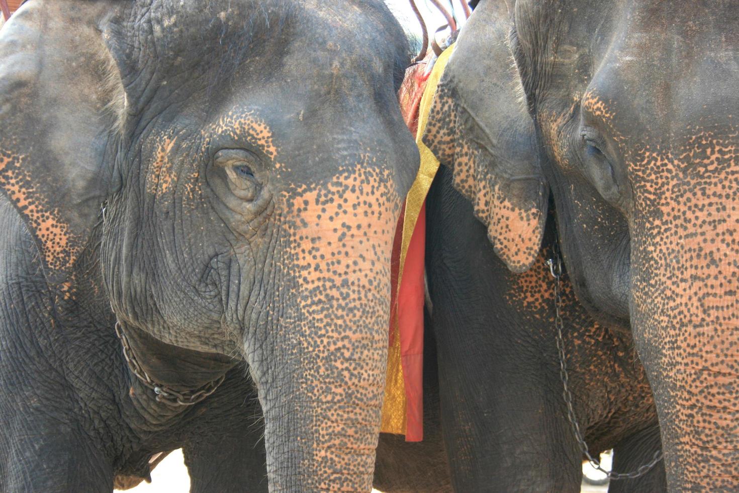 Elefantenkopf in der Farm von Thailand foto