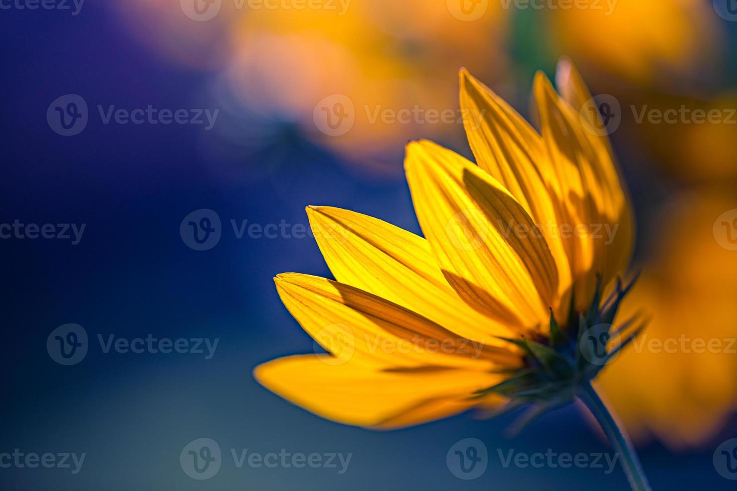 Frühlingsblütenhintergrund. schöne naturszene mit blühender gelber blume und sonnenaufflackern. sonniger Tag Frühling Sommerblumen. abstrakter unscharfer naturhintergrund. Künstlerisches Sonnenlicht, friedliche Natur foto