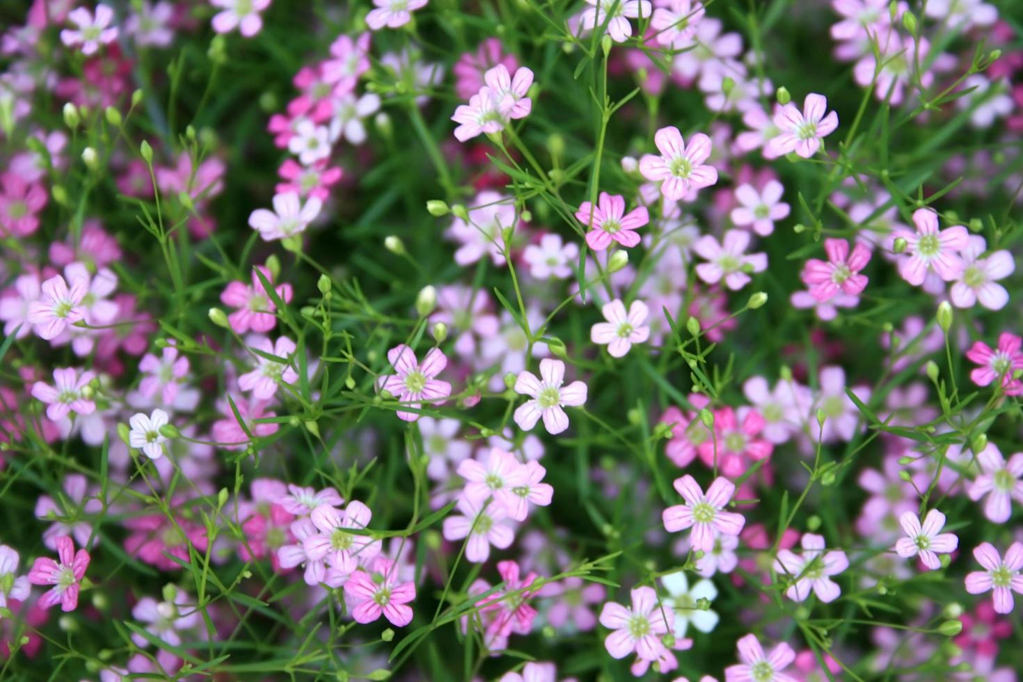 Ansicht der Gypsophila-Blume foto