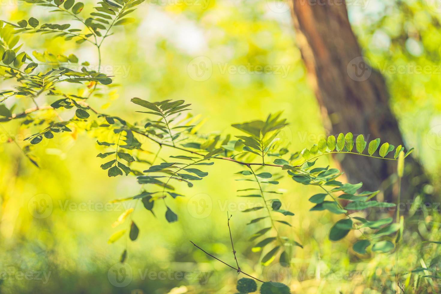 Sonnenstrahlen und grüner Wald, Nahaufnahme von Zweigen mit schönen grünen Blättern. friedlicher naturhintergrund, frühlingssommerpflanze, frische als natürliche umgebung, ökologiekonzept foto
