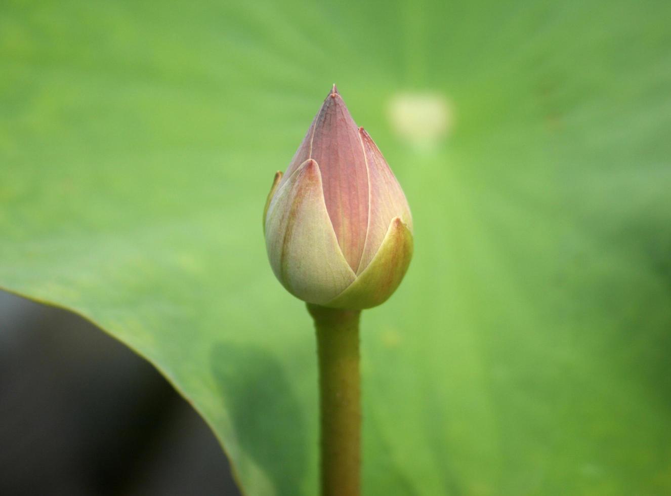 rosa Lotusknospe im Teich foto