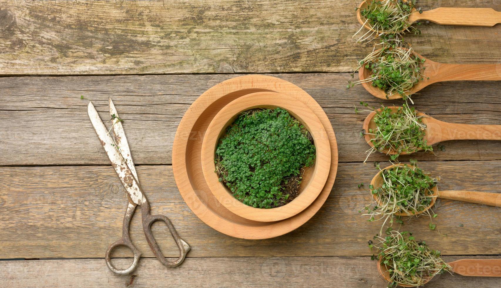 Grüne Sprossen aus Chia, Rucola und Senf in einem Holzlöffel auf grauem Hintergrund aus alten grauen Brettern, Draufsicht. sinnvolle ergänzung für lebensmittel mit den vitaminen c, e und k foto