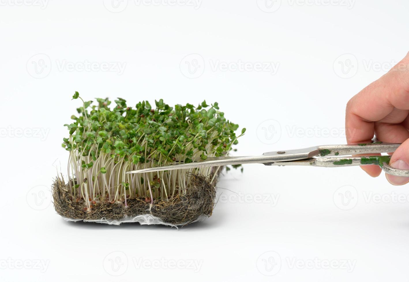 grüne sprossen von brokkoli auf weißem hintergrund, hand schneidet die blätter mit einer schere, nützliches mikrogrün foto
