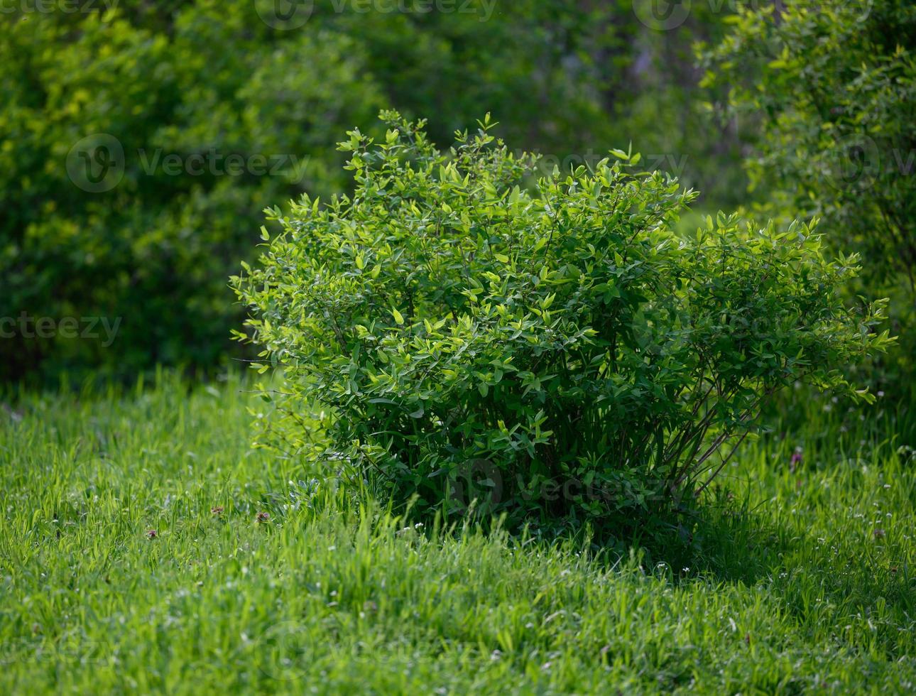 großer Busch mit grünen Blättern in einem Frühlingspark foto