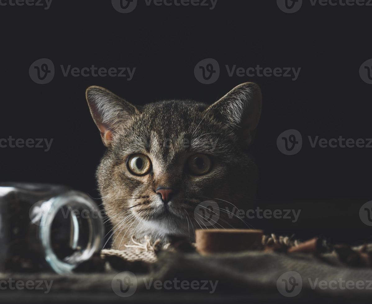 Porträt einer grauen erwachsenen schottischen geraden Katze auf einem schwarzen Hintergrund foto