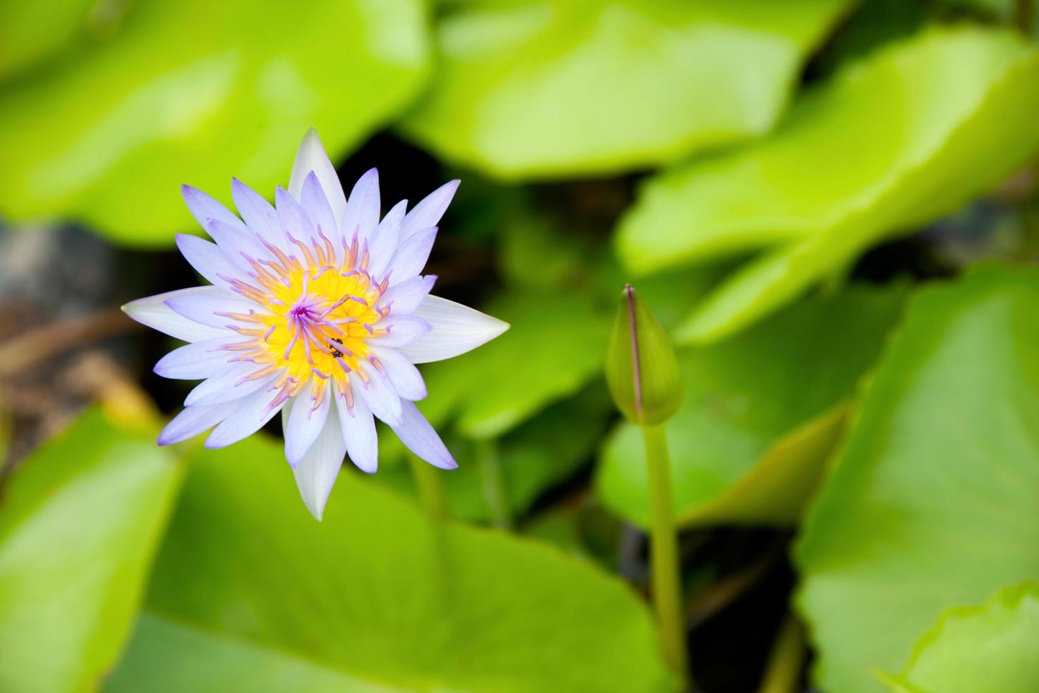 der blaue Lotus foto