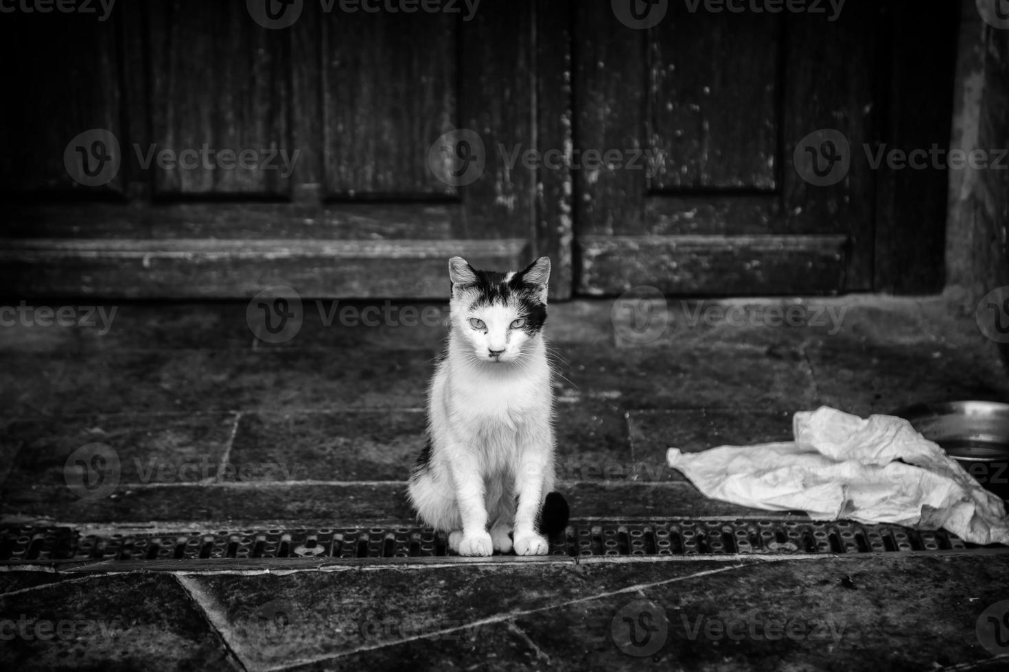 von der Straße verlassene Katzen foto