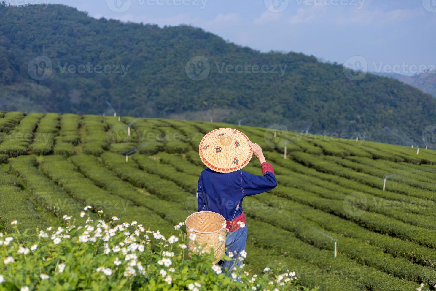 asiatische frau in traditionellem stoff, die morgens in ihrem geschäftskonzept für teeanbau und plantage auf dem hügel frische teeblätter pflückt foto