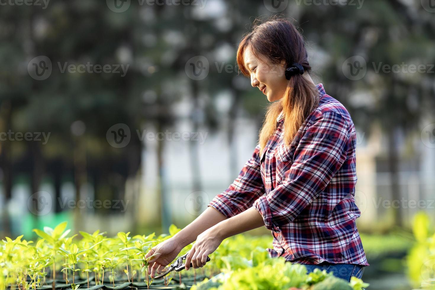 Der asiatische Bauer aus der Region verwendet eine Gartenschere, um die Sämlingsernte auszustechen, während er auf dem Gemüsefeld für ein gesundes Ernährungs- und Lebensstilkonzept arbeitet foto