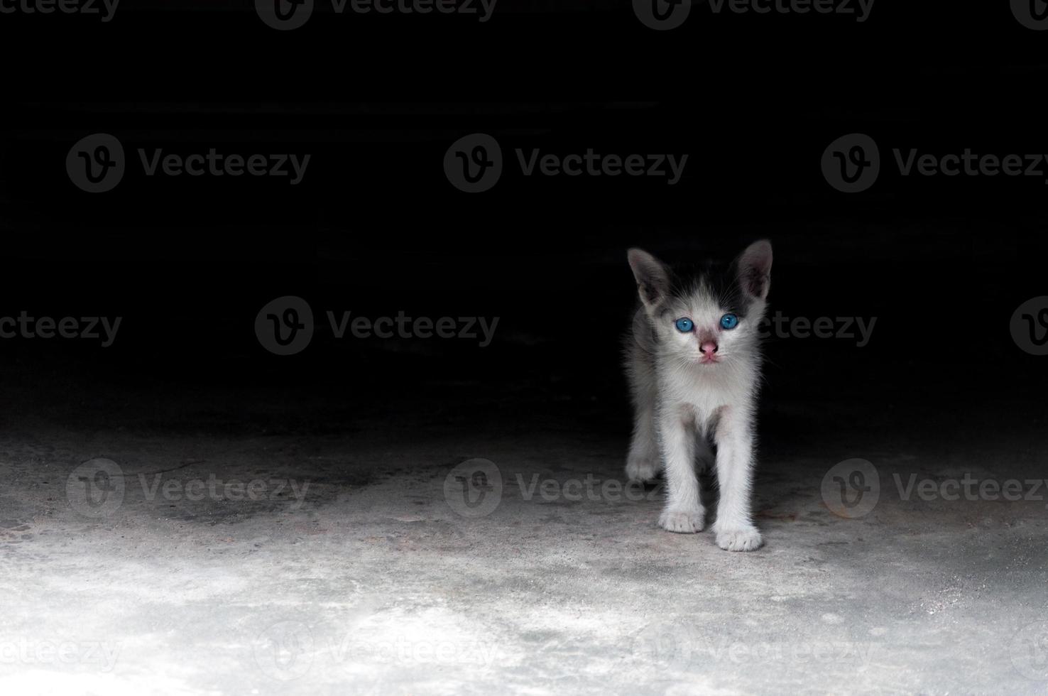 kätzchen mit schönen blauen augen, tierporträt, erholsamer urlaub der verspielten katze foto