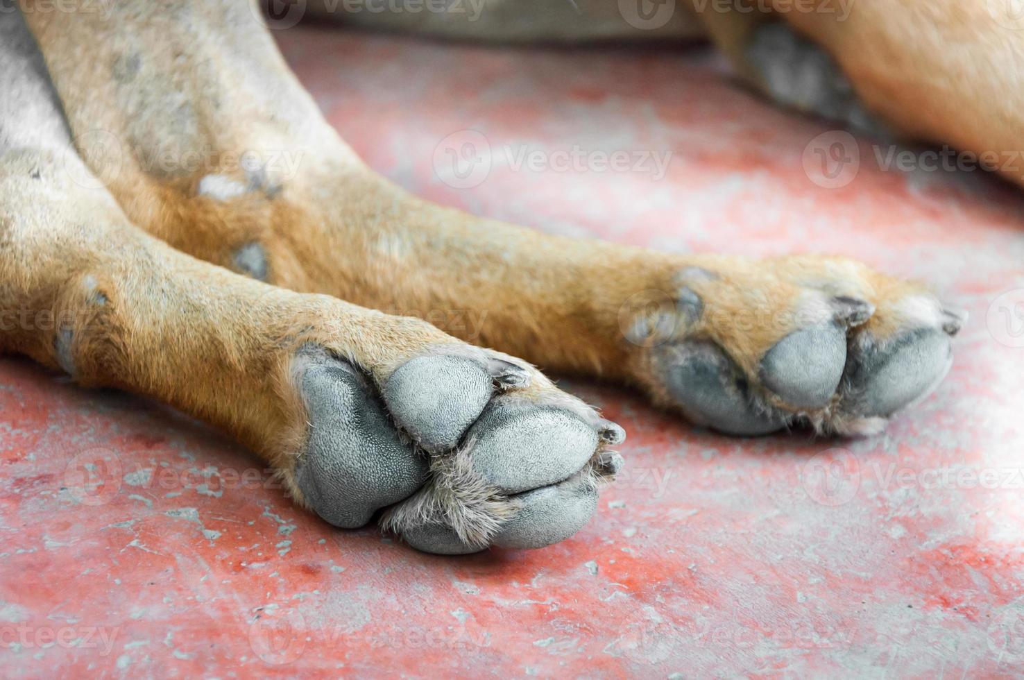 Hundefuß auf dem Boden foto