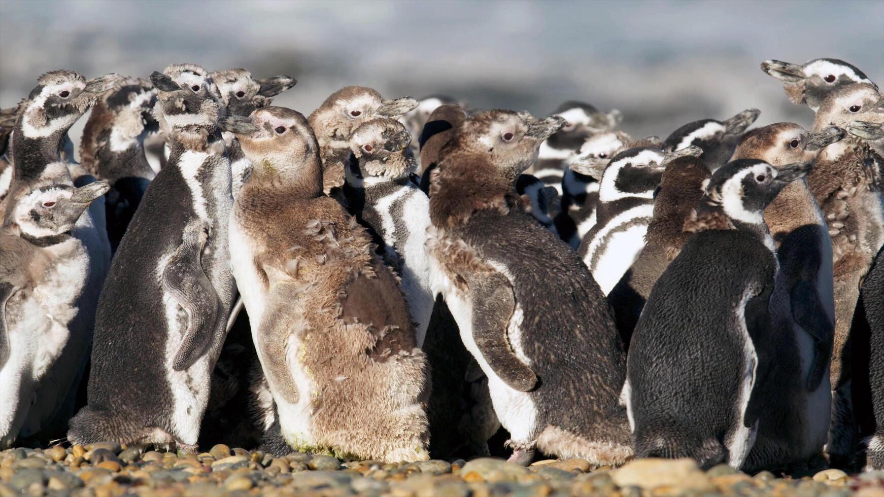 geheimnisvolle Tierwelt foto