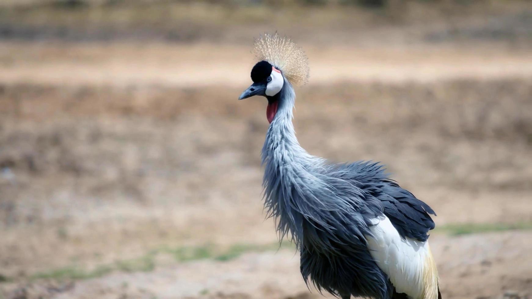 tierische geheimniswelt foto