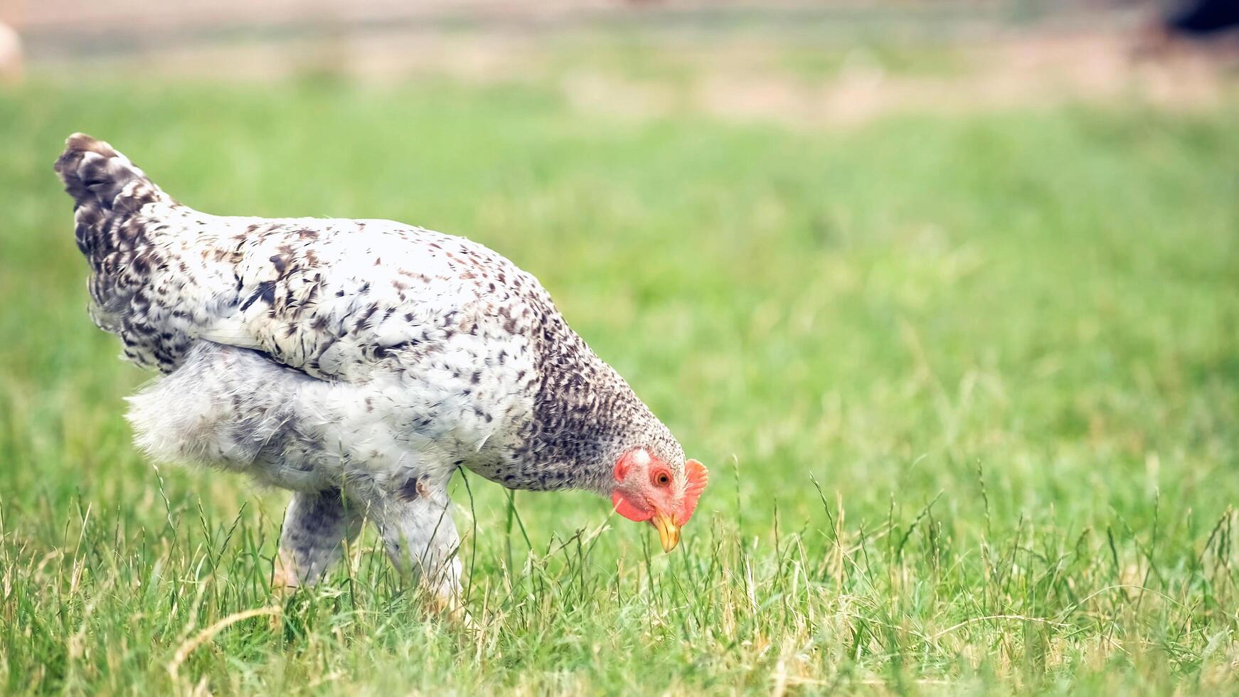 geheimnisvolle Tierwelt foto