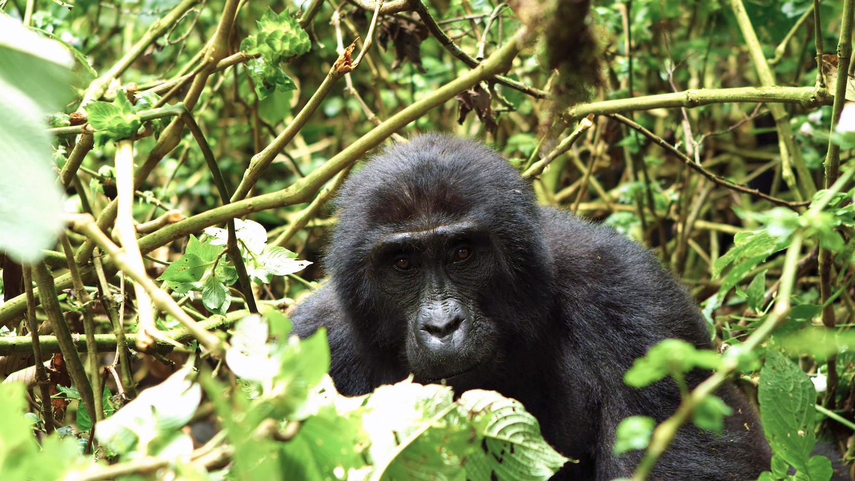 geheimnisvolle Tierwelt foto