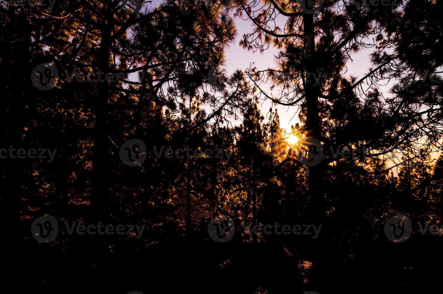 Blick auf den Wald am Abend foto