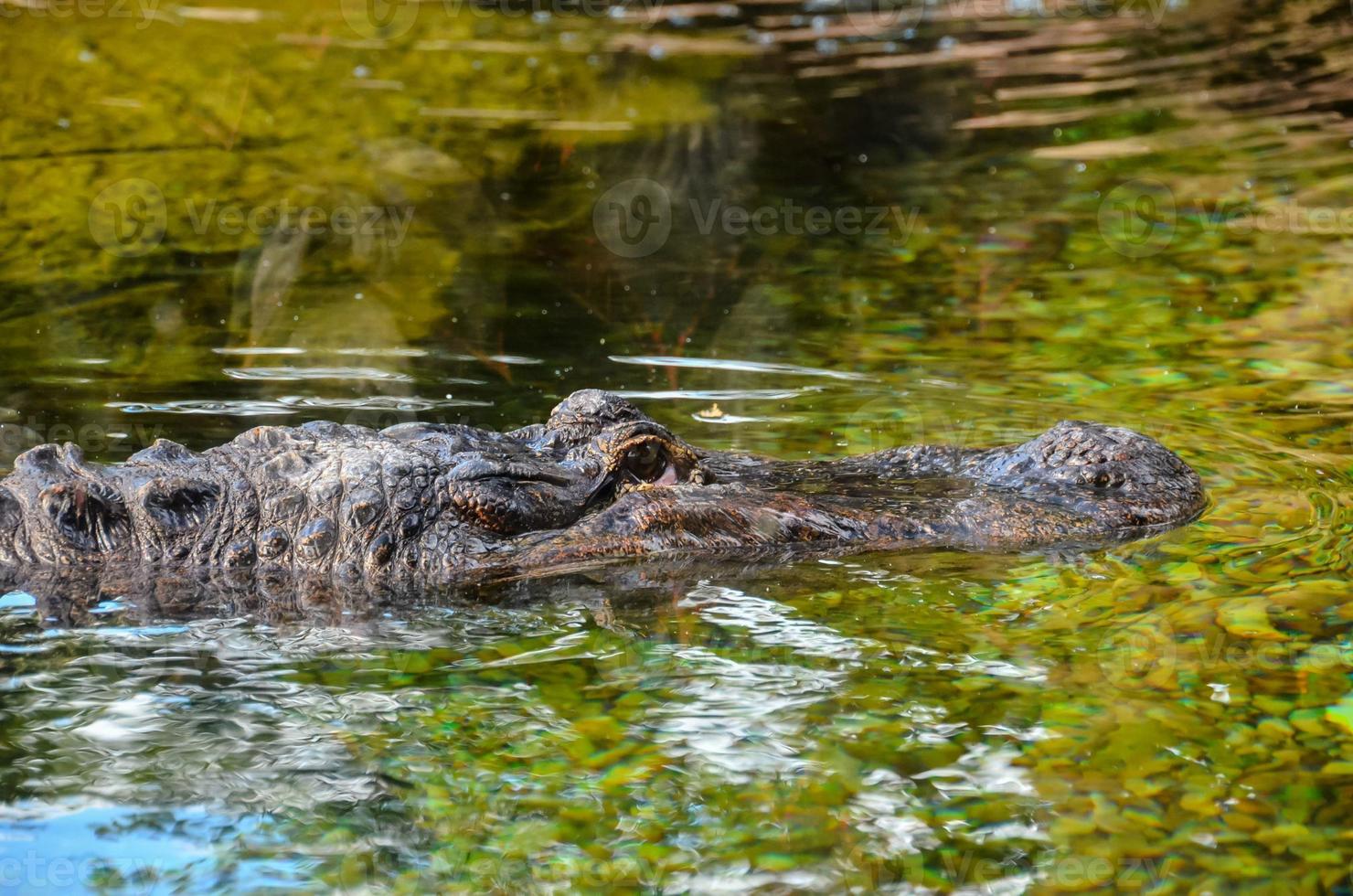 Alligator im Wasser foto