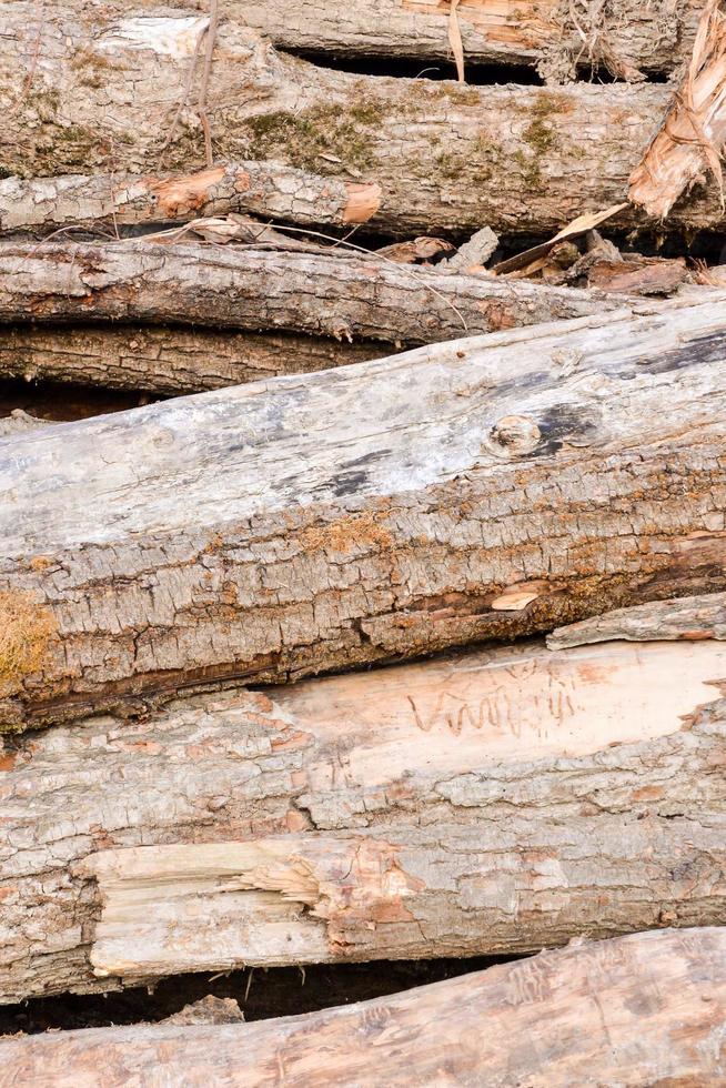 Stapel Holzscheite foto