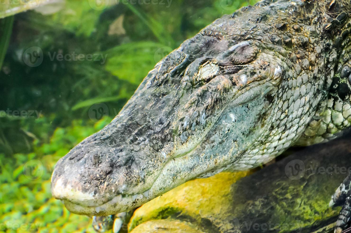 Alligator im Wasser foto