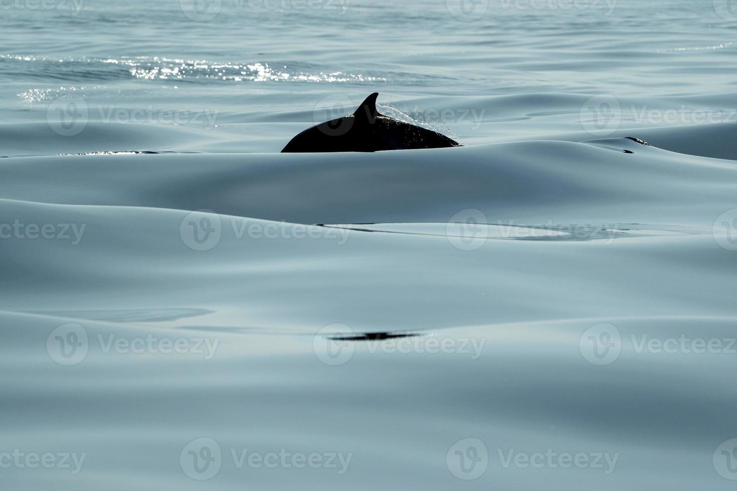 schwarze Silhouette gestreifte Delfine beim Springen in das tiefblaue Meer foto