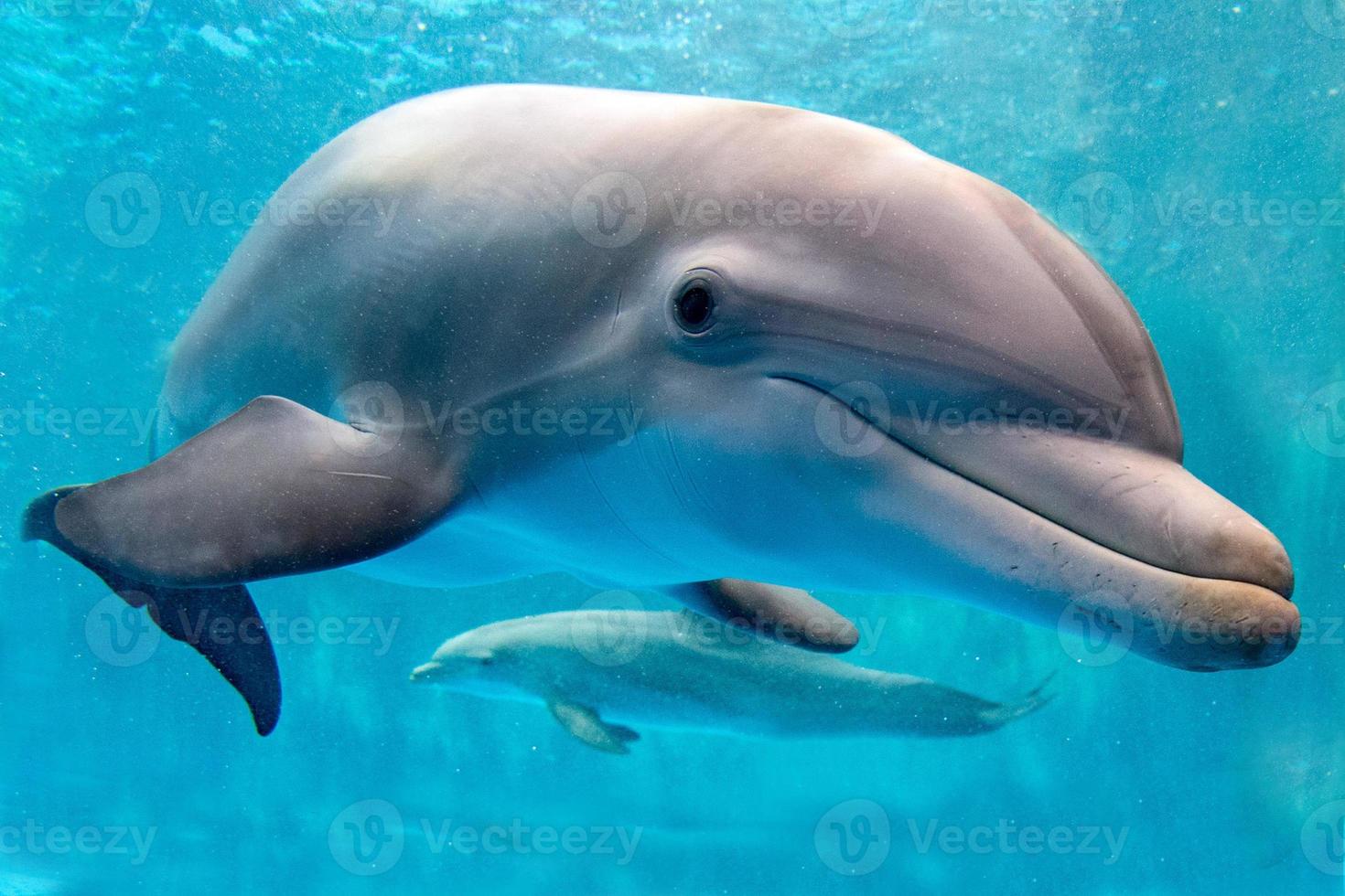 Delphin unter Wasser auf Riffhintergrund foto