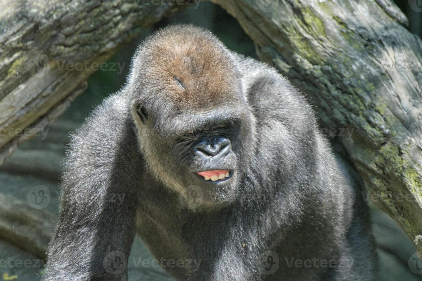 Gorilla Affen Nahaufnahme Porträt foto