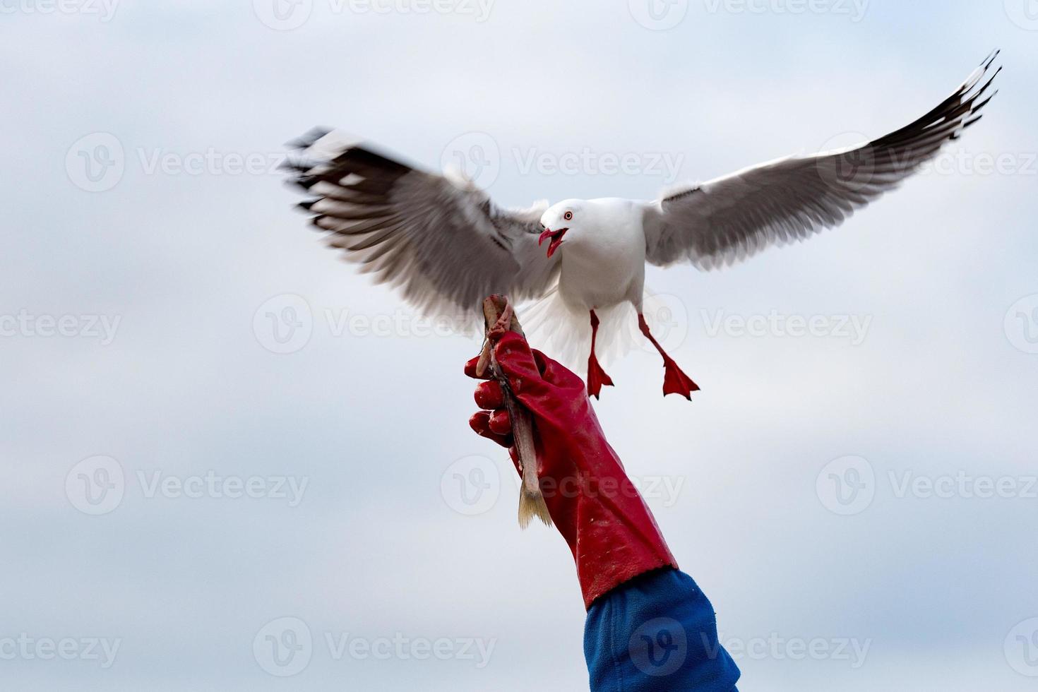 Möwe, während sie Fisch aus menschlicher Hand nimmt foto