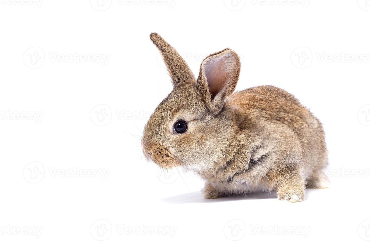 graues, flauschiges Kaninchen, das auf das Schild schaut. isoliert auf weißem Hintergrund. Osterhase foto