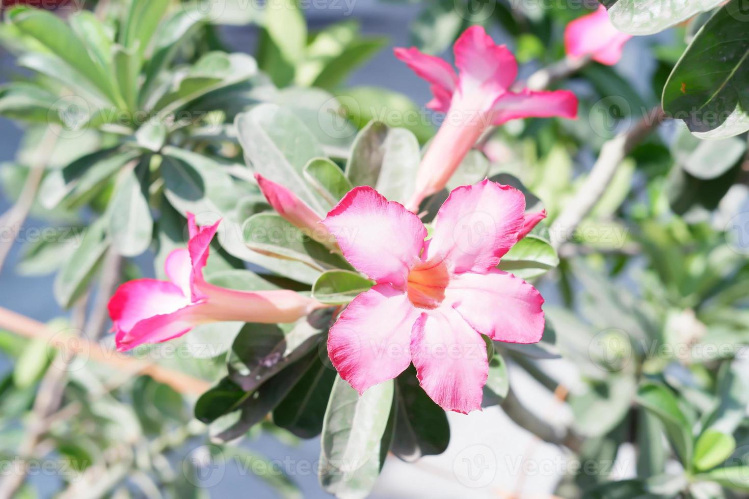 schöne frische Blumen als Hintergrund foto