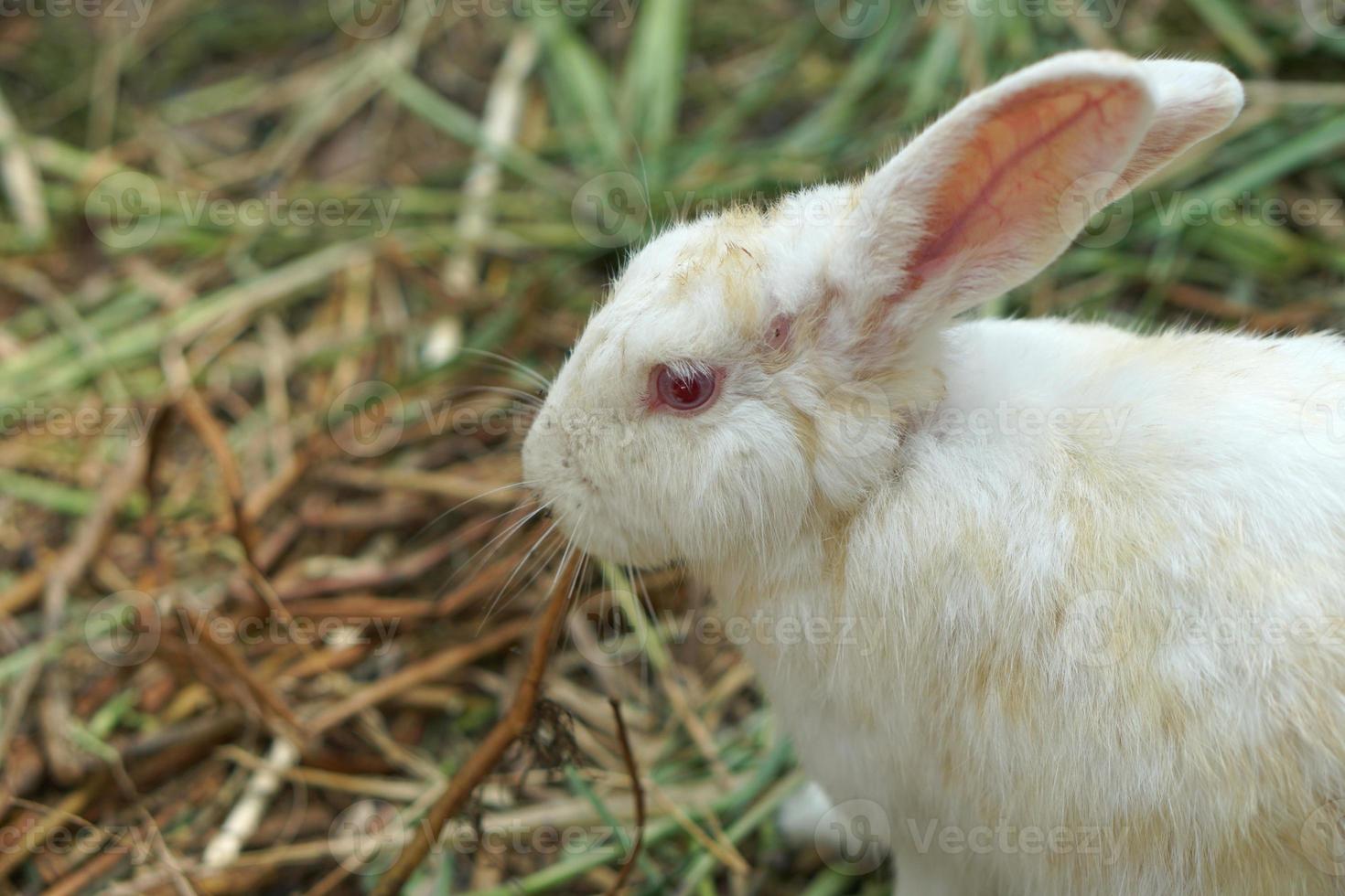 Kaninchen auf der Farm auf der Suche nach Nahrung foto