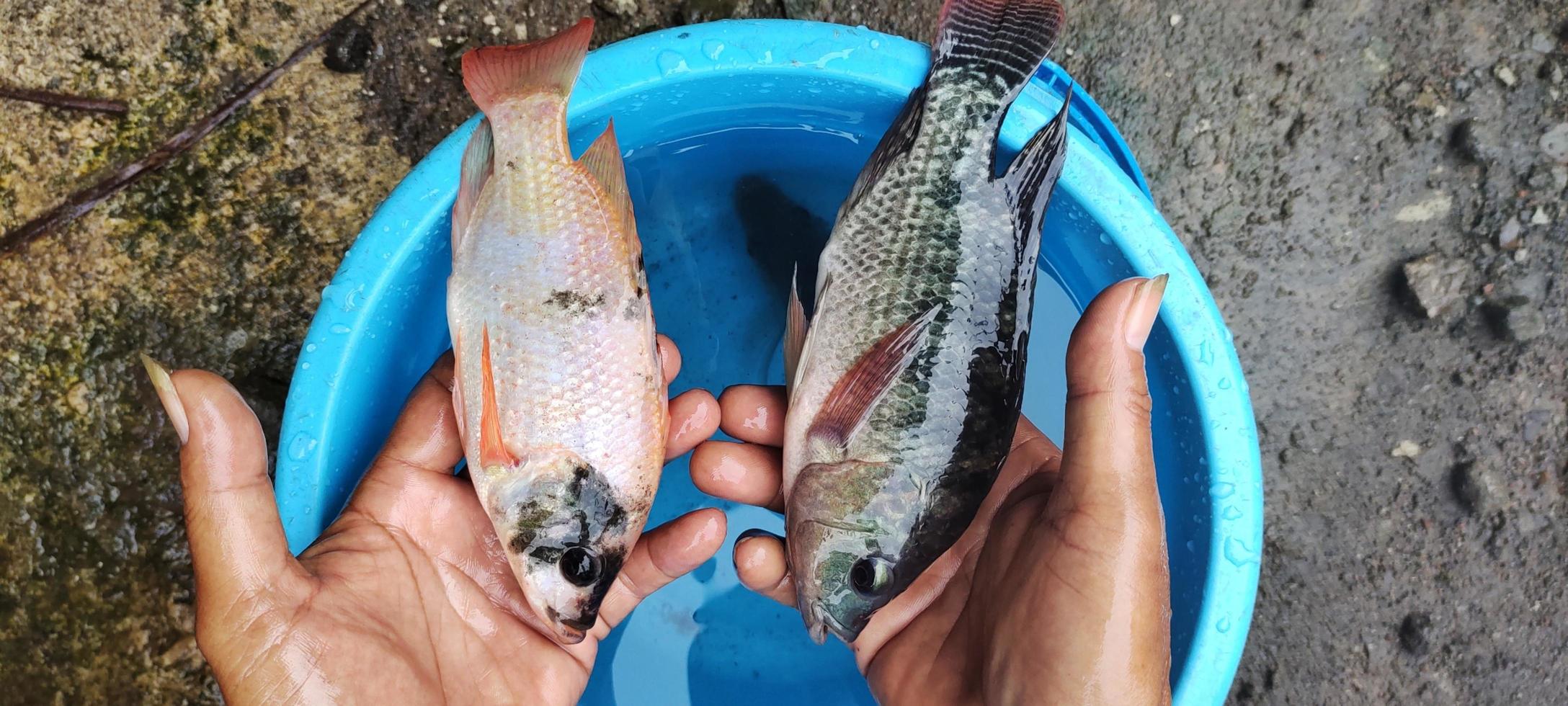 Mann, der Tilapia und Mujair-Fische hält, die gerade aus einem Eimer genommen wurden, bereit zum Kochen foto